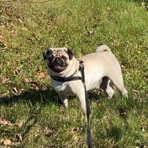 Meet your Posher, Joanie